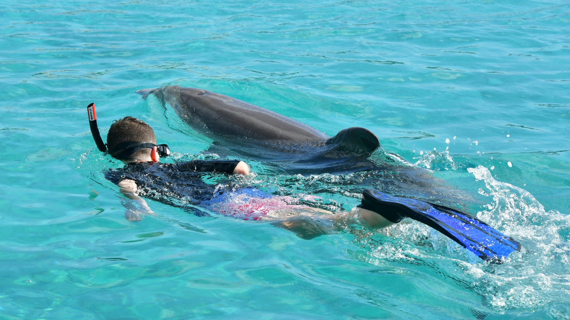 dolphin-snorkel-curacao-dolfijn-1920x1080-1 (1)