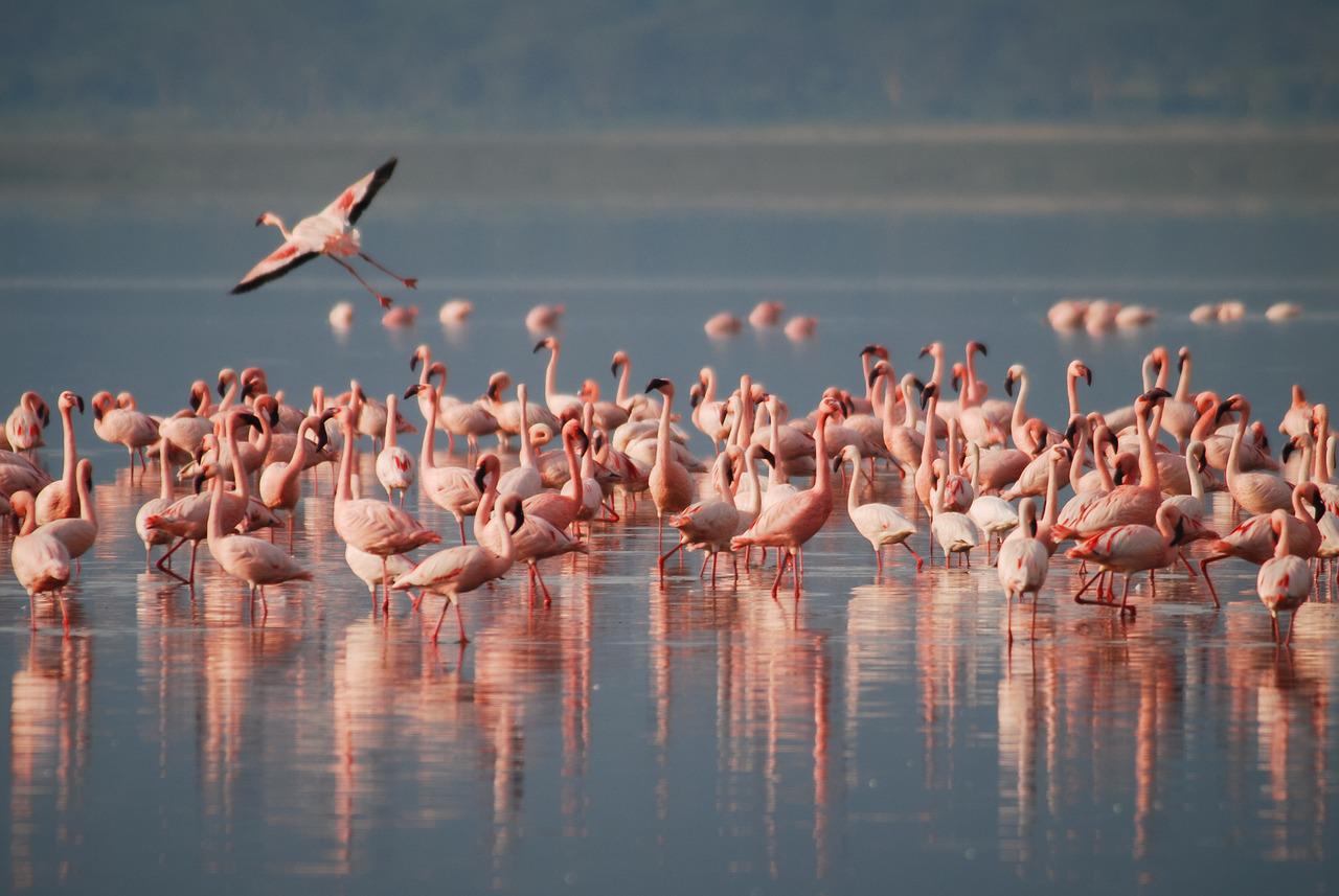 flamingos-curacao