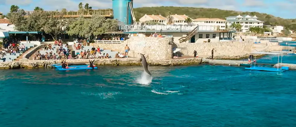 golfinho-seaaquarium-dicasdecuracao