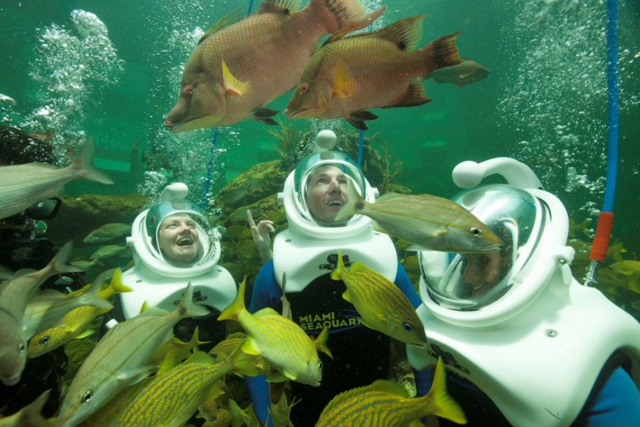 sea-trek-reef-encounter-miami-seaquarium