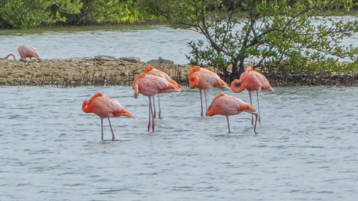 Flamingo's at the salt pans near the Jan Kok Mansion on Curaçao