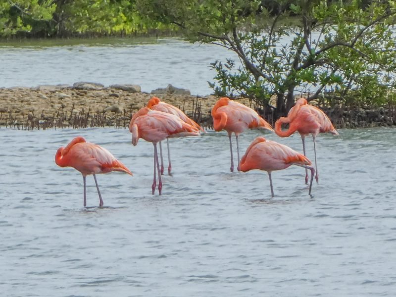 Flamingo's at the salt pans near the Jan Kok Mansion on Curaçao